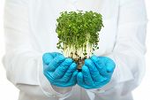 picture of food  - scientist holds small plant in blue rubber safety gloves - JPG 