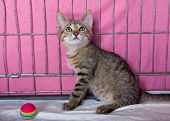 foto of animals  - Beautiful wild kitten at a local animal shelter waiting to be adopted into a loving home - JPG 