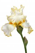 stock photo of iris  - Flower of iris lat - JPG 