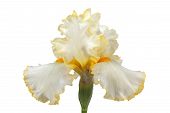 picture of iris  - Flower of iris lat - JPG 