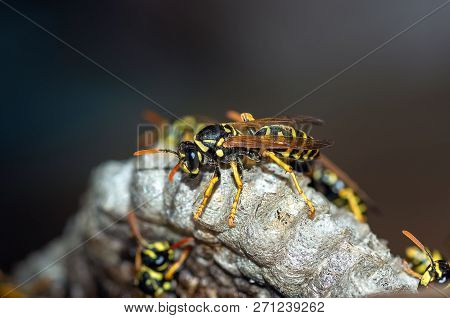 Poster: Wasps Build A Nest Wasp