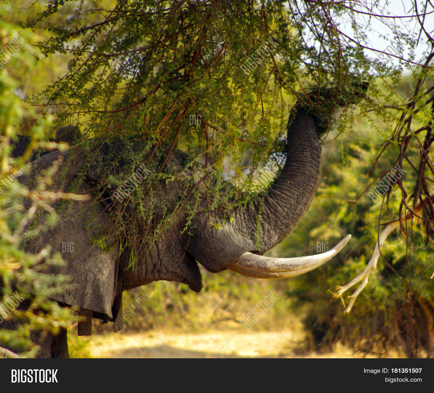 Elephant Hiding Behind Tree Image & Photo Bigstock
