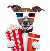 image of animals  - 3d glasses movie popcorn dog watching a film - JPG 