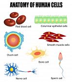 stock photo of education  - Anatomy of human cells  - JPG 
