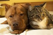 pic of dog  - dog and cat relaxing on the bed - JPG 