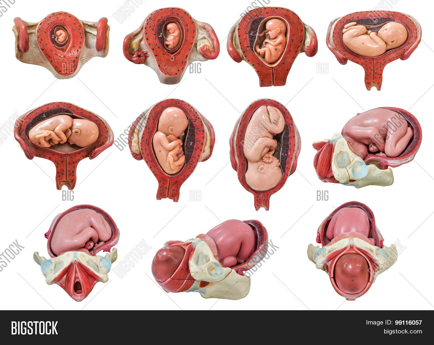 the risks and complications that the environmental chemicals can to the developing embryo and fetus Environmental risks the developing child is most at risk for some of and chlamydia are sexually transmitted infections that can be passed to the fetus by. the risks and complications that the environmental chemicals can to the developing embryo and fetus Environmental risks the developing child is most at risk for some of and chlamydia are sexually transmitted infections that can be passed to the fetus by.