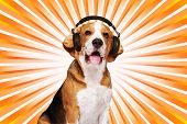 picture of headphones  - Beagle dog wearing headphones over abstract background - JPG 