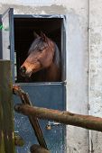 image of horse  - Brown horse standing with head framed by half door open of old stucco barn with crumbling facade in Emilia Romagna - JPG 