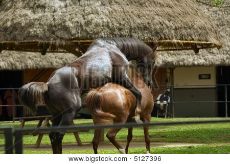 Mating horses Mating horses