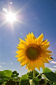pic of blue sky  - beautiful sunflower and sun on blue sky - JPG 
