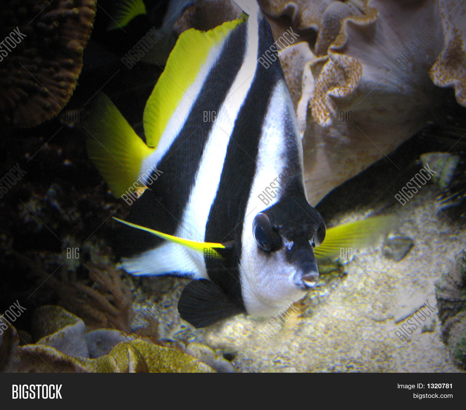 Tropical Black Yellow Fish Image & Photo Bigstock