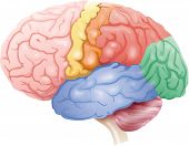 foto of cerebellum  - color diagram of the brain - JPG 