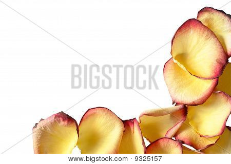 Stock photo : Yellow Rose Petals Border