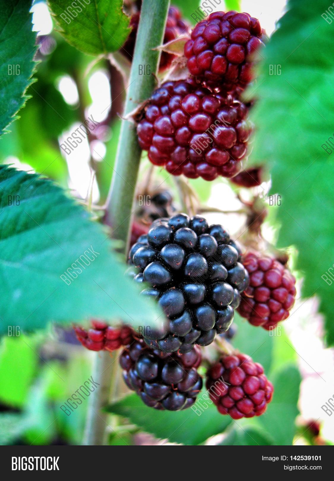 Bush Delicious, Juicy Berries Image & Photo Bigstock