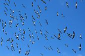 pic of construction worker  - Flock of Pelicans in the sky - JPG 