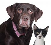 stock photo of pals  - Old labrador retriever and cat - JPG 