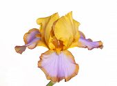 pic of iris  - Single yellow brown and purple flower of bearded iris  - JPG 