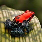 picture of animals  - red poison dart frog - JPG 