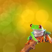 picture of animals  - Red eyed tree frog from Costa Rica rain forest - JPG 