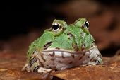 stock photo of animals  - Pacman frog or toad - JPG 