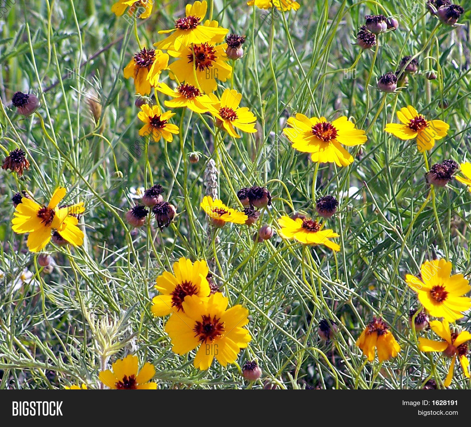 What Are The Yellow Wildflowers At Susan Vogel Blog