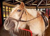 stock photo of equus caballus  - Shetland pony Equus caballus in the stable in Prater Vienna Austria - JPG 