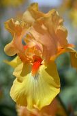 stock photo of iris  - Flower of bearded iris closeup - JPG 