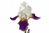 image of iris  - Flower of iris lat - JPG 