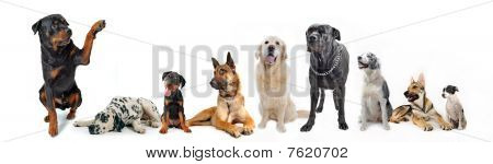 Picture or Photo of Cute rottweiler say hello with his paw to a group of dog