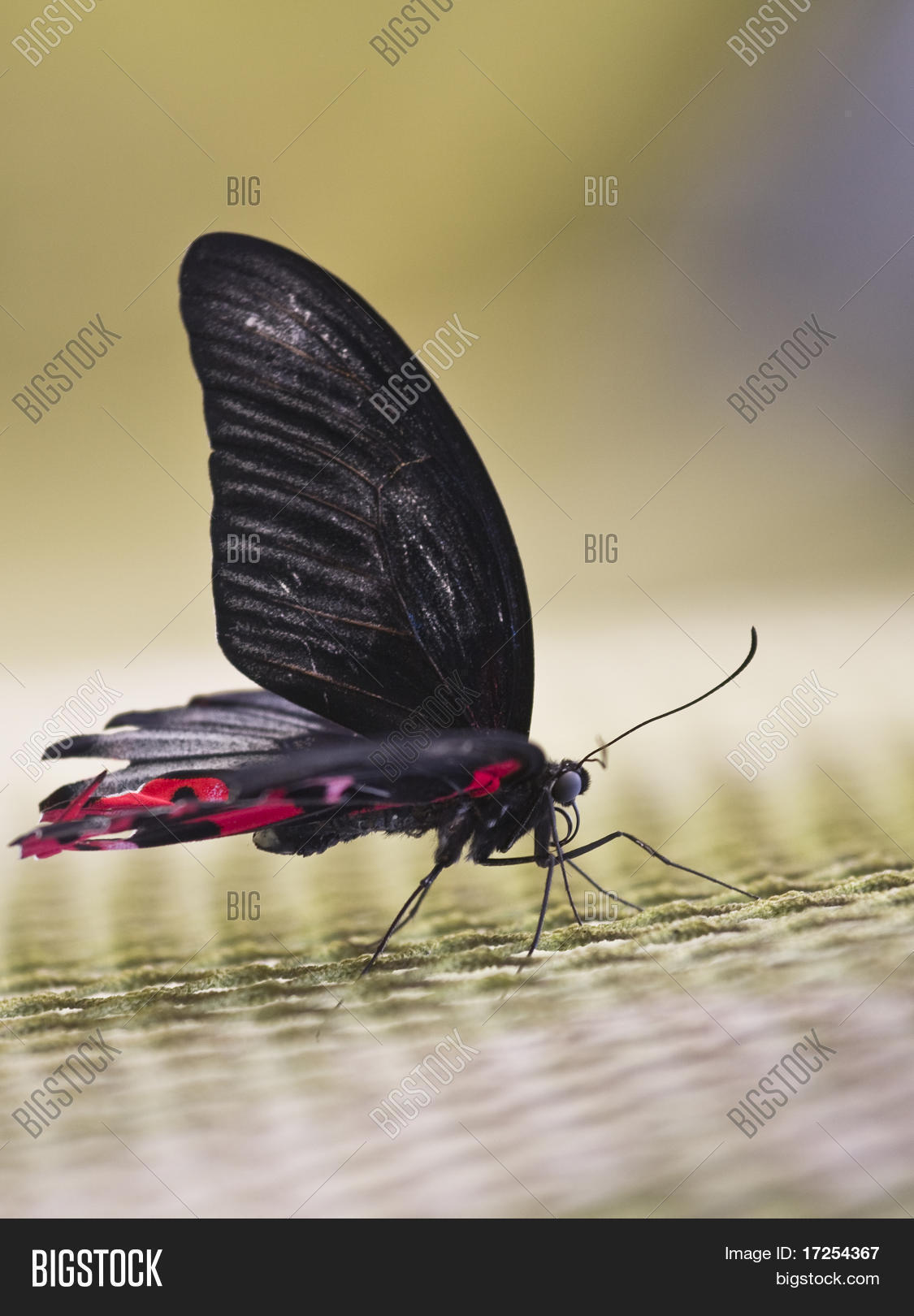 Black butterfly with red spots Stock Photo & Stock Images Bigstock