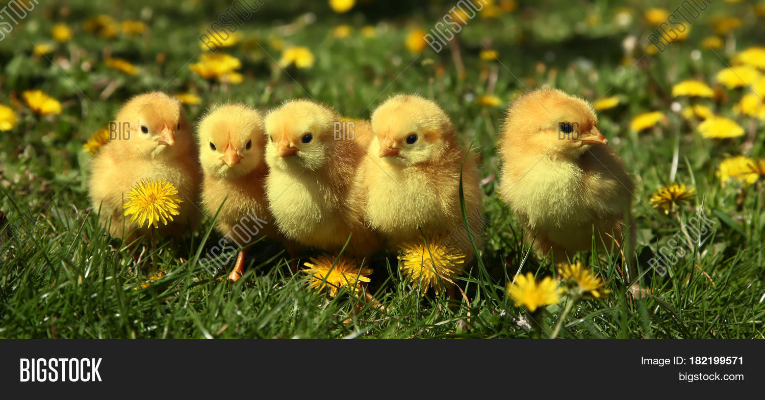 Five Cute Yellow Chicks Colorful Image & Photo Bigstock