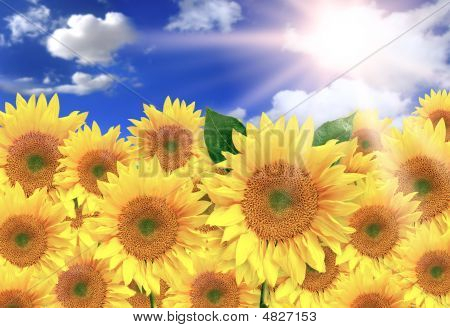 Stock photo : Bright Yellow Sunflowers On A Beautiful Sunny Day