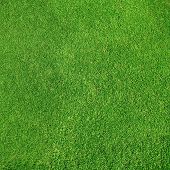 image of golf  - Very detailed golf - JPG 