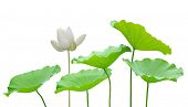 picture of religion  - Lotus flower and leaf isolated on white - JPG 