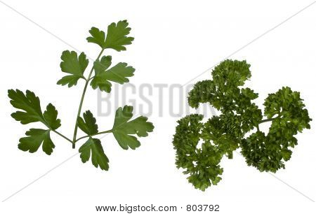 Flat leaf parsley norsk