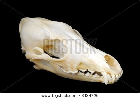 Coyote+skull+anatomy