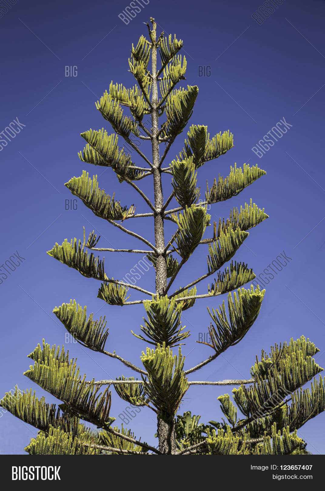 Southern Pine Tall Norfolk Pine Image & Photo Bigstock