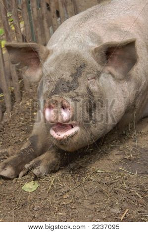 Dirtiest fat anal pig - Adult videos Hentai picture packs