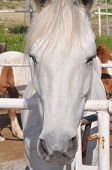 foto of equus caballus  - Horse - JPG 