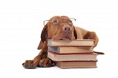 foto of rest  - eyewear wearing golden color pure breed dog laying on floor resting head on a pile of books - JPG 