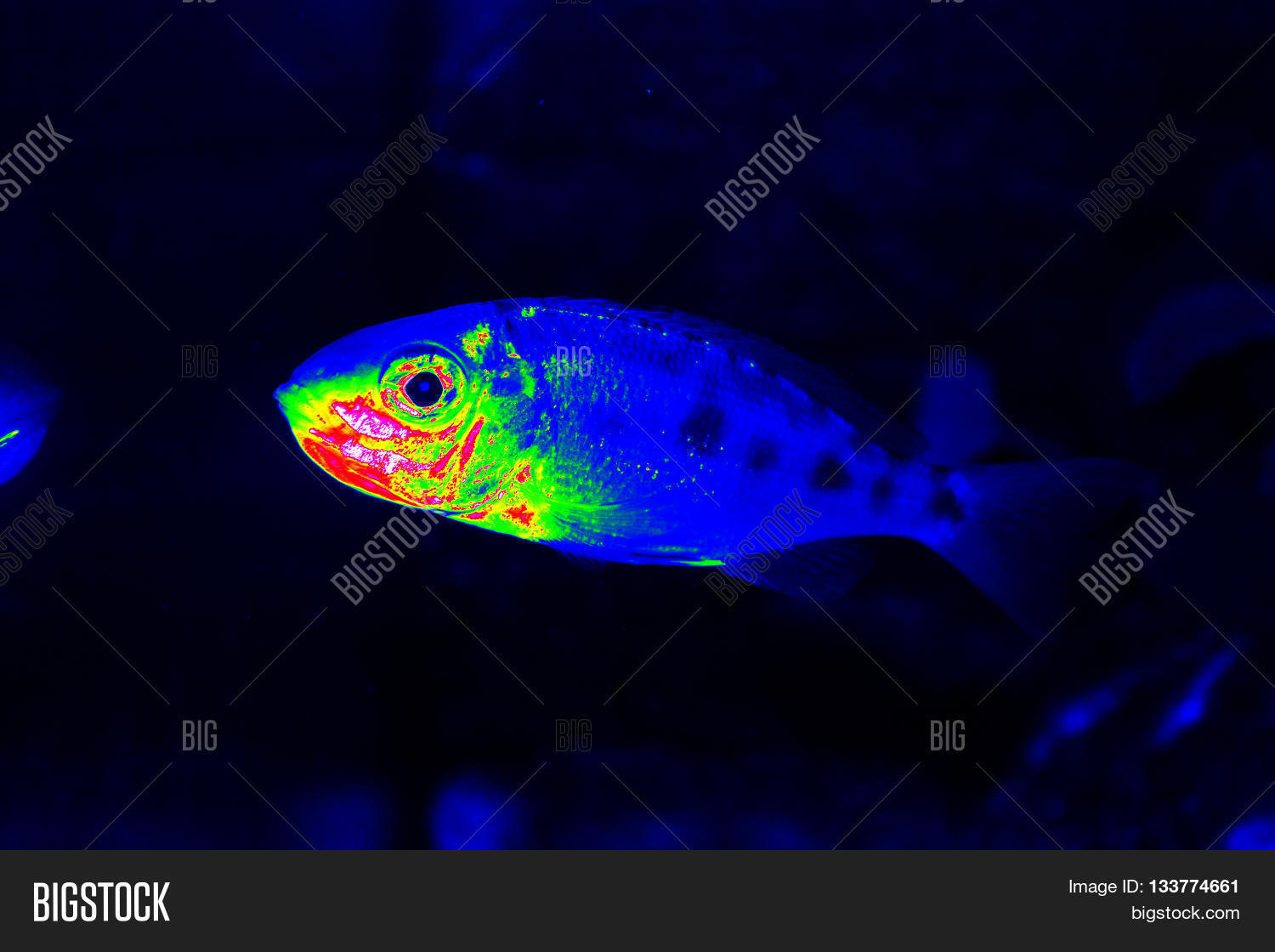 Infrared Thermovision Underwater Image & Photo Bigstock