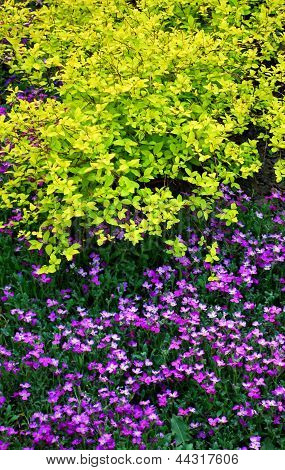 japanese spirea colorful low growing ornamental shrubs for the garden stock photo stock japanese spirea colorful low growing ornamental shrubs for the garden stock photo stock