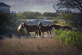 stock photo of horse  - A family of wild horses graze among the homes in the Outer Banks in North Carolina - JPG 