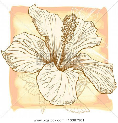 hibiscus flower drawing
