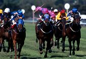 image of horse  - A large pack of race horses charging for the finish line
 - JPG 