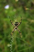 foto of orb  - An Orb Weaver Spider suspended in its web in Cotacachi - JPG 