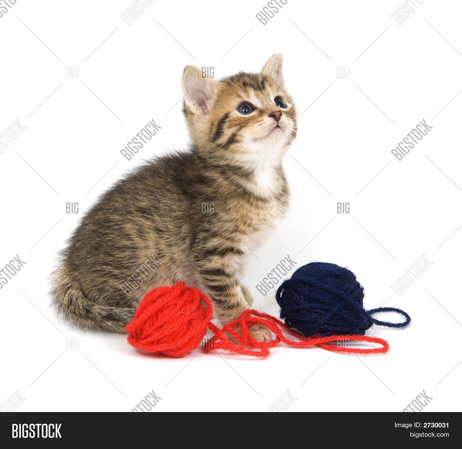 Kitten Playing Yarn Image & Photo Bigstock