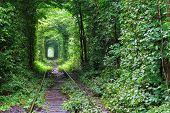 pic of nature  - Natural tunnel of love formed by trees in Ukraine - JPG 