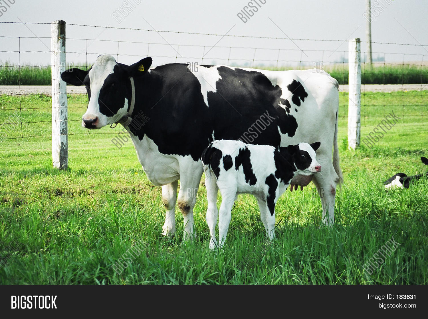 Cow And Calf Stock Photo & Stock Images Bigstock