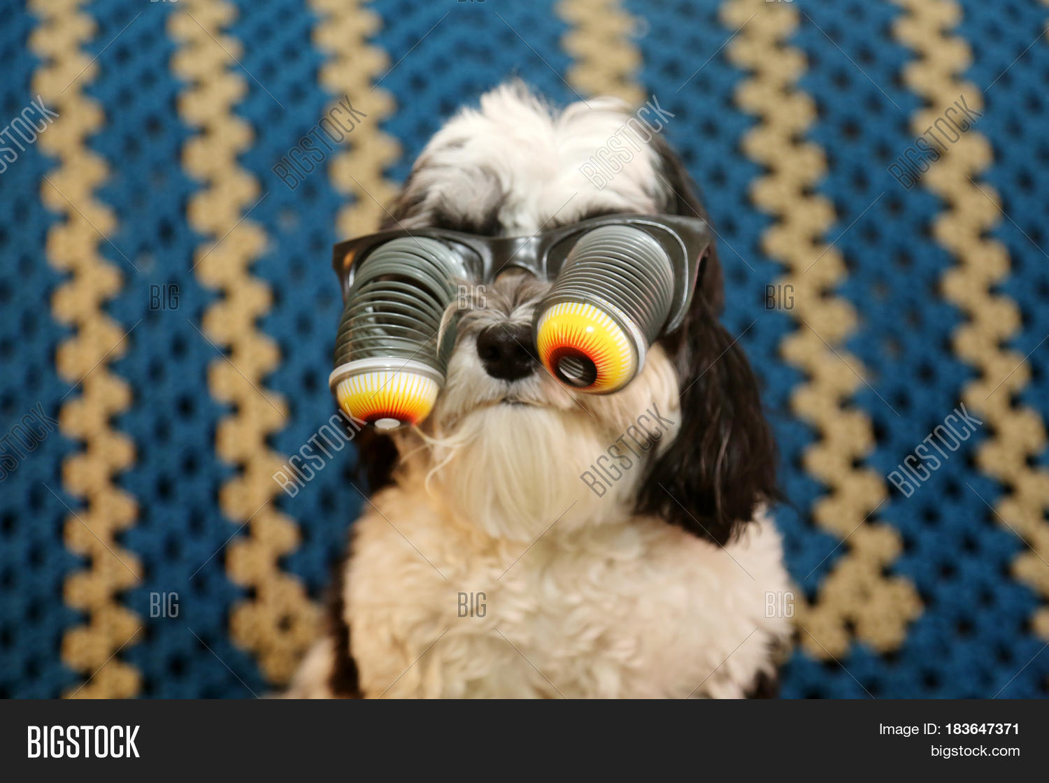Havanese Dog Wears Googly Eye Image & Photo Bigstock
